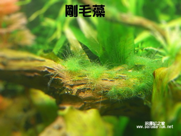 不平衡 控制 刚毛藻