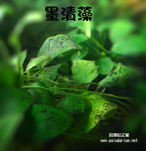 不平衡 控制 墨渍藻